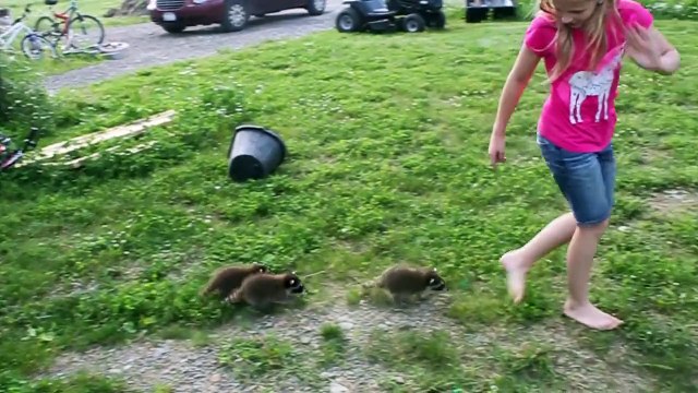 Baby Raccoons are running for the girl