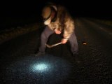 Baby Burmese Python Capture in Florida October 6, 2011