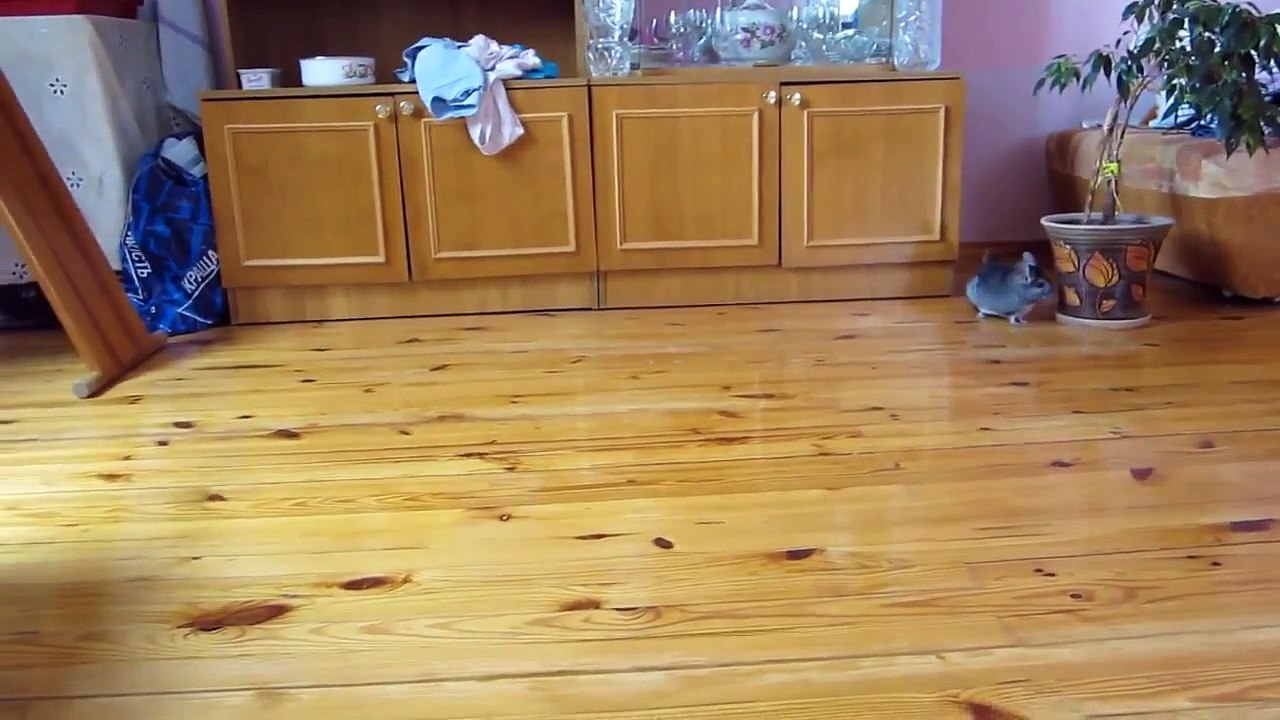Kitten and chinchilla - best friends