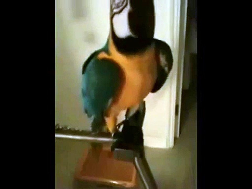 Un perroquet qui fit :  " What's the fuck ? " .