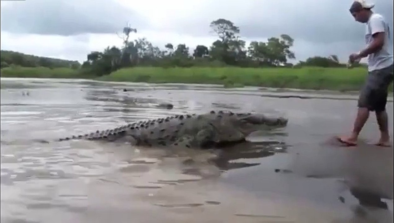 C'est à toi de nourrir les crocos ... Allez !