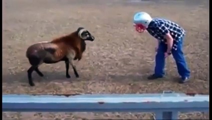 Un bélier Vs un idiot du village avec un casque !