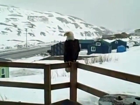 Un aigle un renard et un chat sont devant ma maison