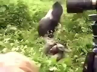 Gorilla Grabs Cameraman - Lol
