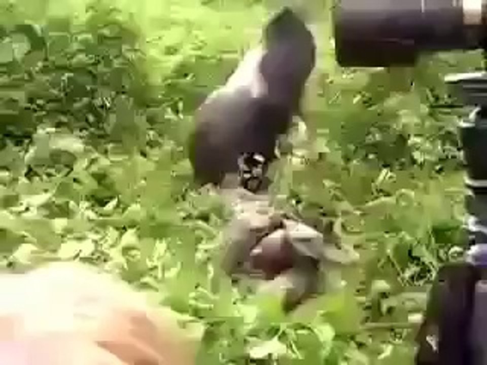 Gorilla Grabs Cameraman - Lol
