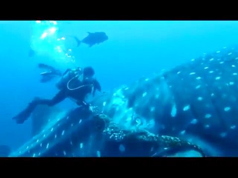 Deux plongeurs tentent de sauver un requin baleine !