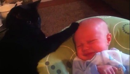 Un chat calme un bébé qui pleure !!!