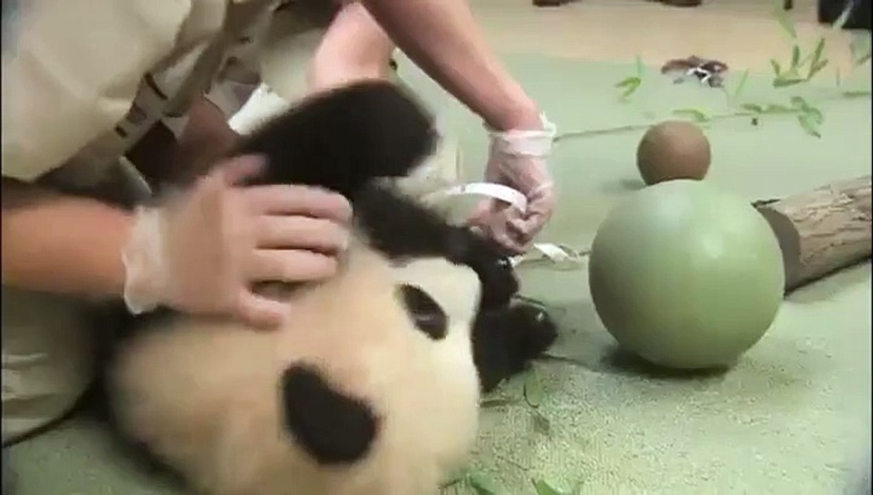Xiao Liwu est un magnifique bébé panda