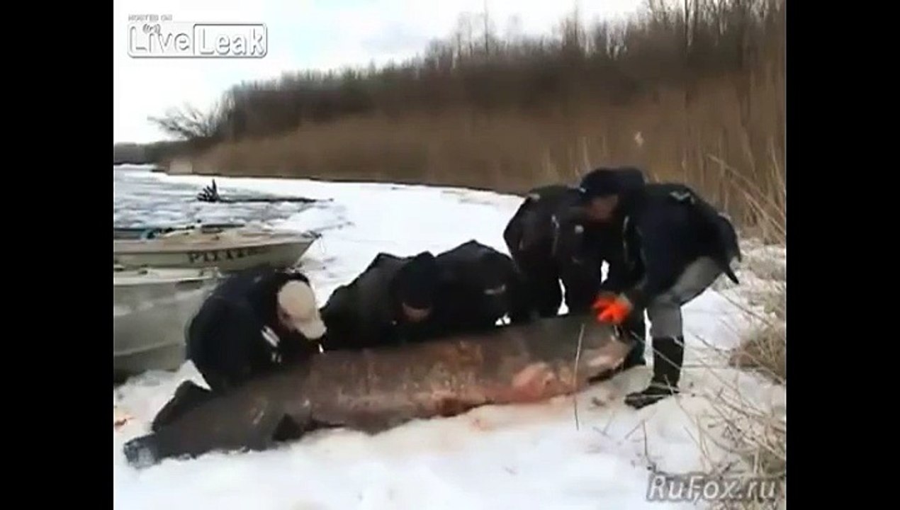 Quatre russes on péchés un silure de 195 kg