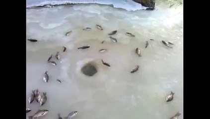 Impensable ... Un Geyser de poisson ...