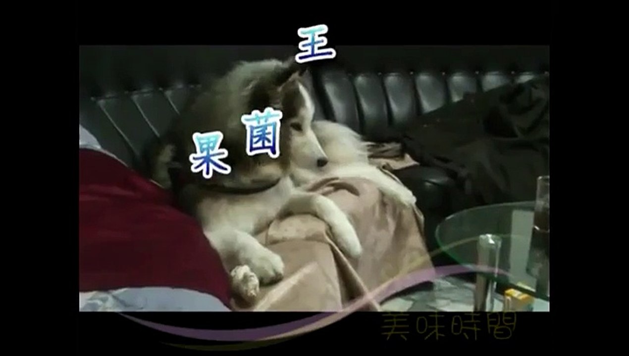 Chien tout bizarre dans un salon Japonais