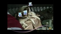 Chien tout bizarre dans un salon Japonais