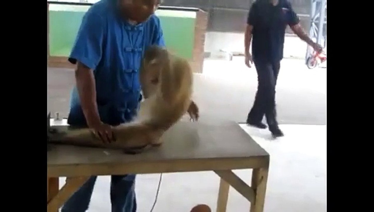 Singe qui fait des pompes et des abdominaux