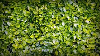 Une lionne viens sniffer l'entre jambe d'un reporter