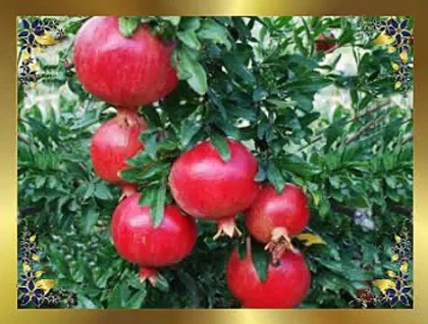 KUBAT & Demet SAĞIROĞLU & İsmail TÜRÜT *Nar Ağacı Narsız Olur Mu?*