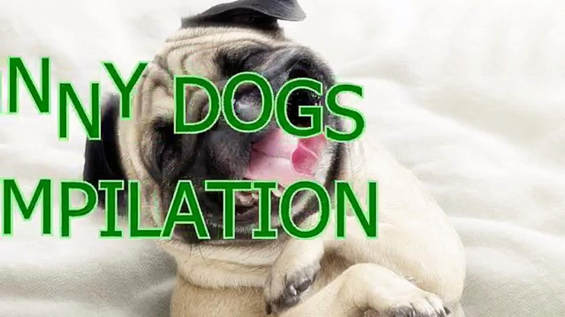 ⁣Best funny and cute dog videos
