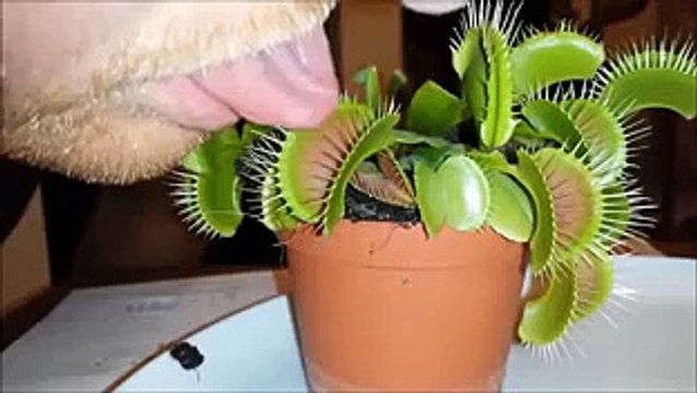 Méfiez vous des plantes carnivores !