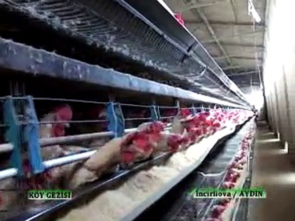 208 İncirliova Yumurta(TAVAYUM)