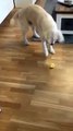 Ce Golden Retriever goûte du citron pour la première fois!!