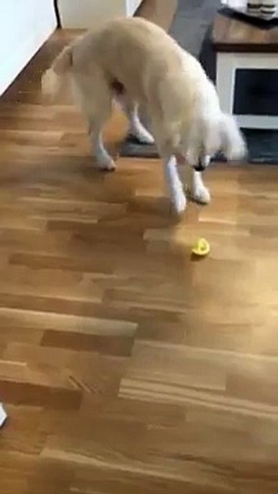 Ce Golden Retriever goûte du citron pour la première fois!!