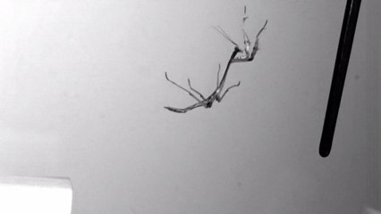 This Praying Mantis Is Better At Jumping Than You Are At Anything