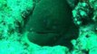 Diver Captures Close-Up View of a Moray Eel
