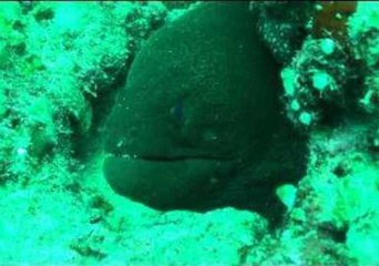 Diver Captures Close-Up View of a Moray Eel