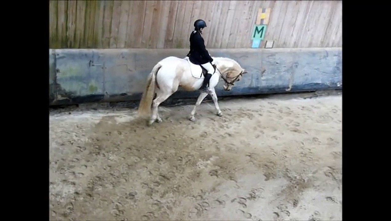 Dressage club 3 grand prix