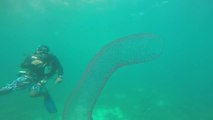 Ces plongeurs sont-ils tombés sur une licorne des océans ?