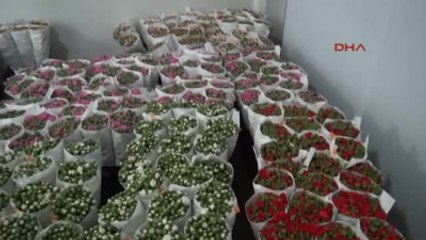 Antalya - Rusya'dan Çiçek Sürprizi