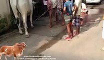 Awesome kick by dangerous cow bakra eid