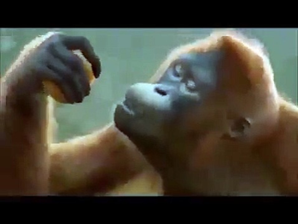 Monkey Dance