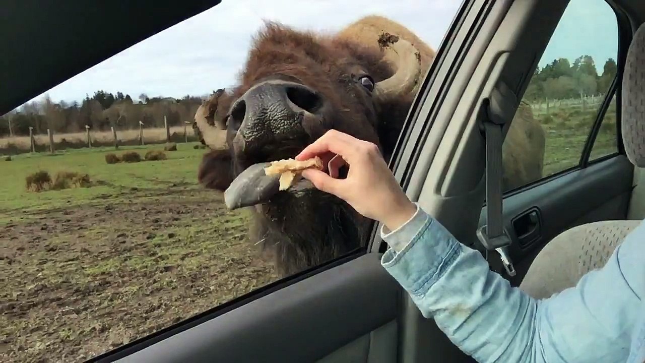 Buffalo kisses