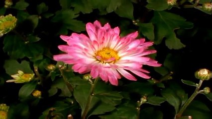 Музыкальная открытка