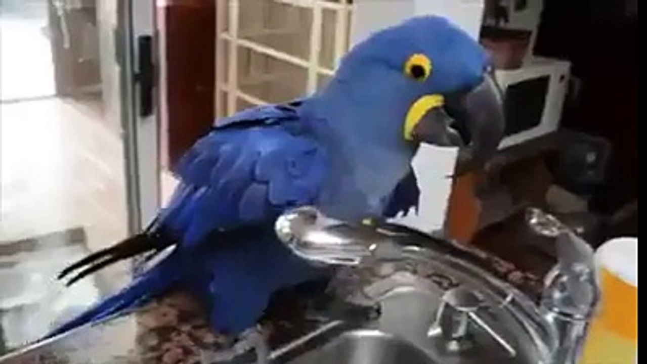 parott on in shwar in use funny video