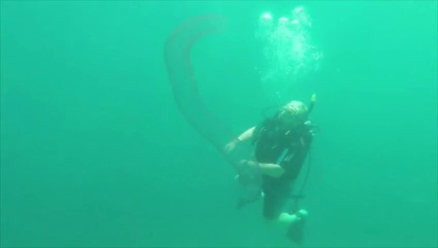 Une espèce rarissime, la licorne des océans, filmée par des plongeurs