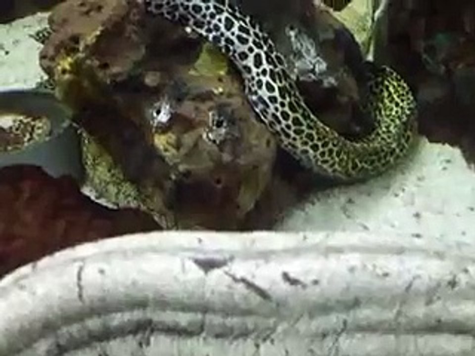 コバンザメ（水族館、深海、ペット、海、動画、魚、生物、サメ）