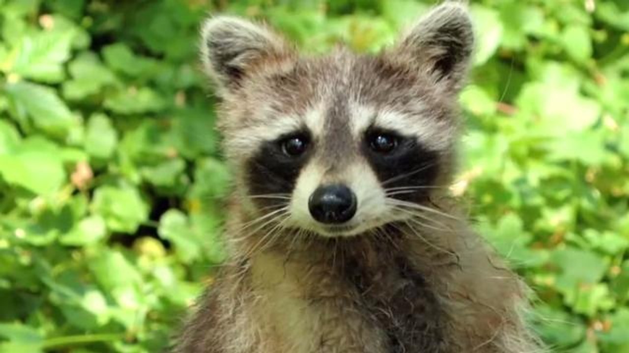 Man Fired For Saving Raccoon's Life