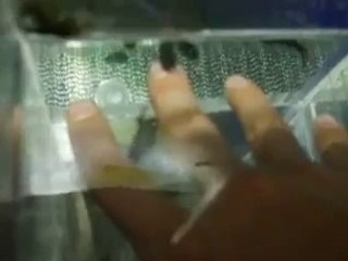 ドクターフィッシュの治療２（深海、ペット、海、動画、魚、生物）