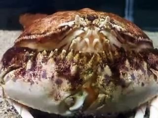 巨大ガニ！（水族館、深海、ペット、海、動画、魚、生物、蟹）