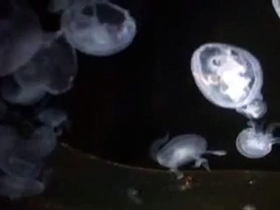 白クラゲの大群！（水族館、深海、ペット、海、動画、魚、生物）