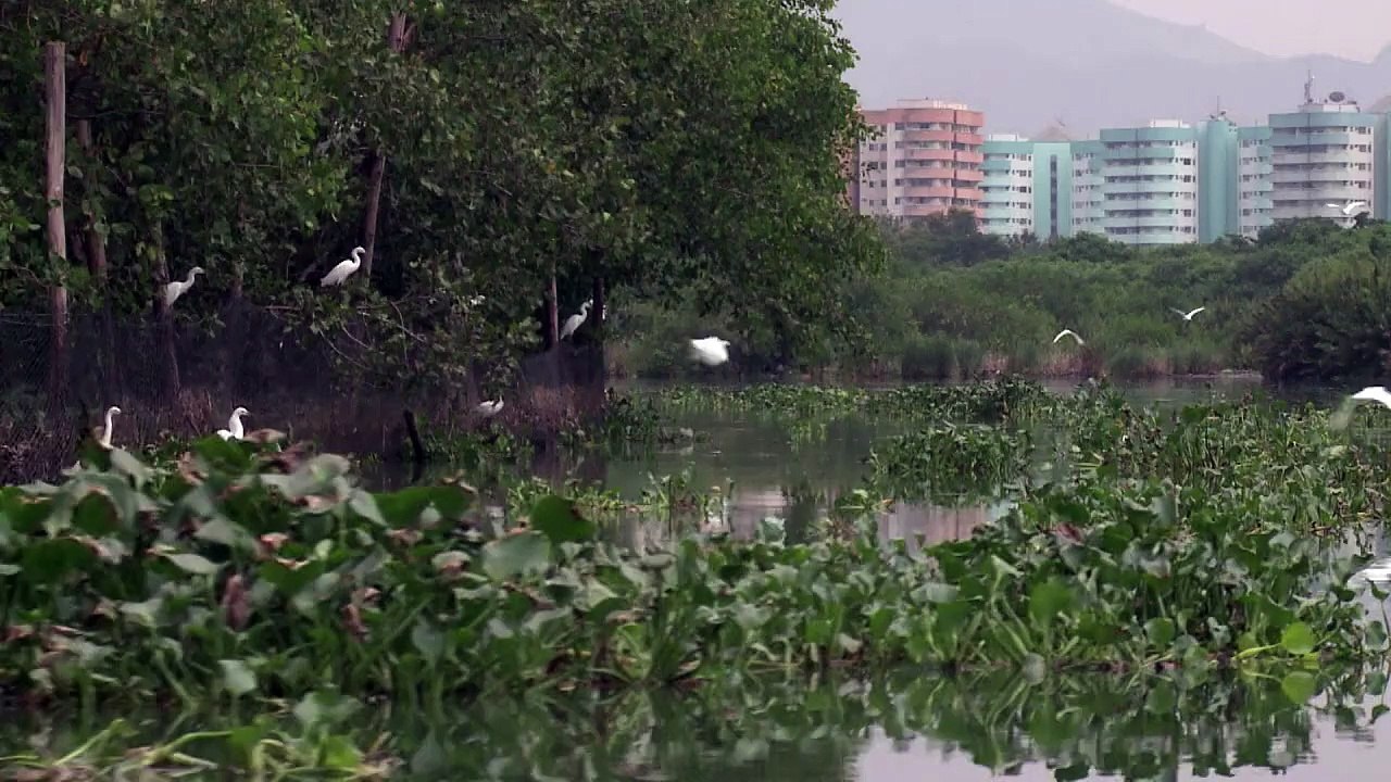 La contaminada laguna olímpica de Río de Janeiro