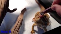Bearded Dragons! - Top 5 Feeds - Episode 5
