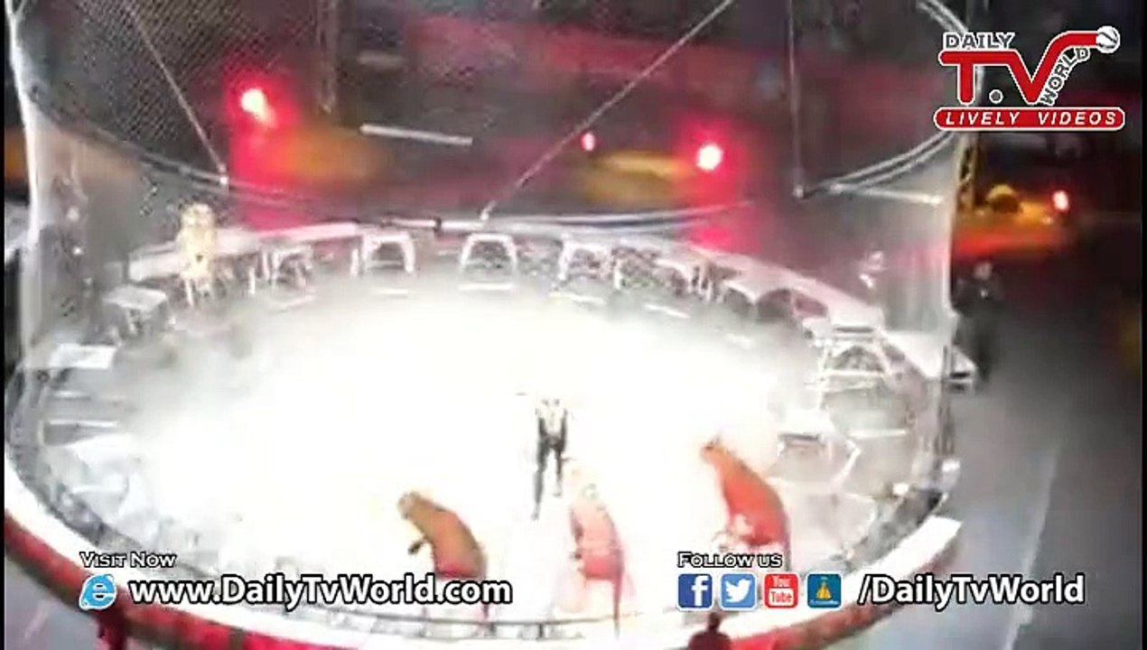 Obedient Tigers' Performance In Circus