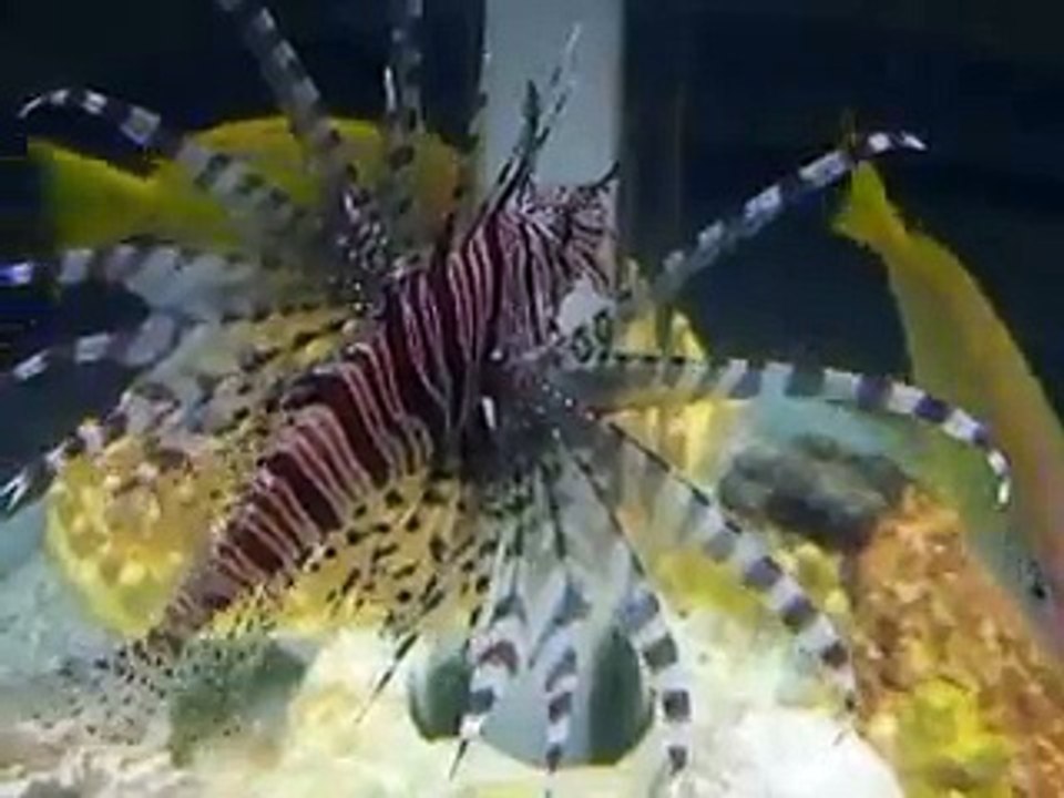 The カラカサゴ　（水族館、深海、ペット、海、動画、魚、生物）