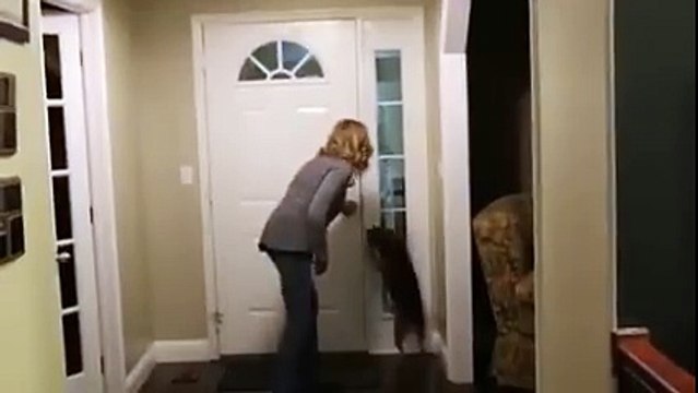 Un chien retrouve son maitre après 2 ans de séparation