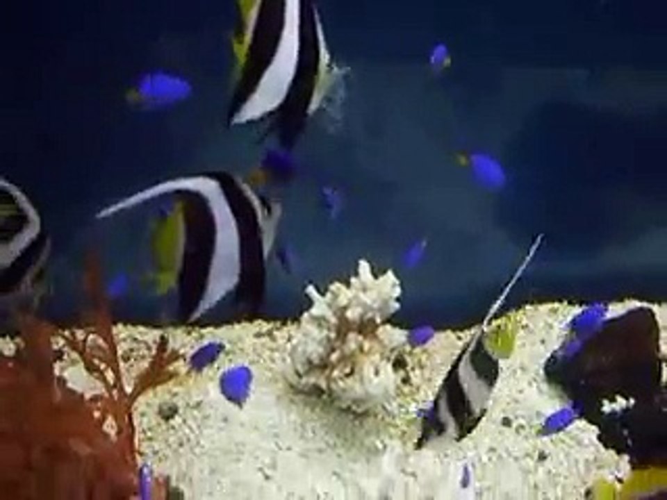 カラフルな熱帯魚達（水族館、深海、ペット、海、動画、魚、生物）