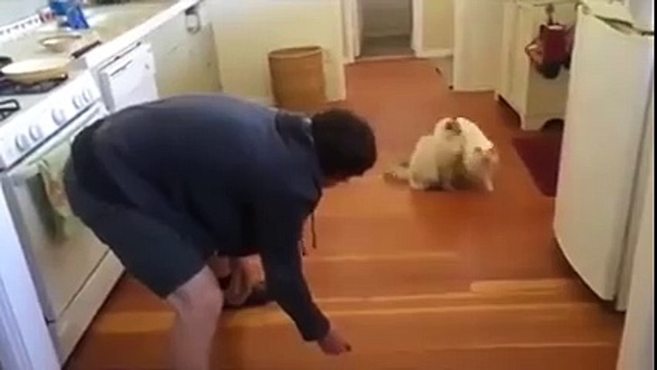 Un chat s'amuse d'une façon bien particulière