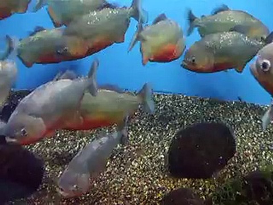 ピラニアの大群！（水族館、深海、ペット、海、動画、魚、生物）