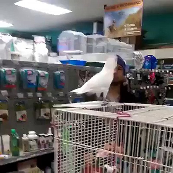 perott dance